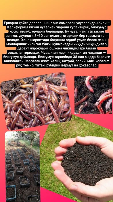 Biogumus va Kaliforniya qizil chuvalchangi sotiladi