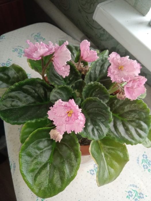 Разноцветные Фиалки