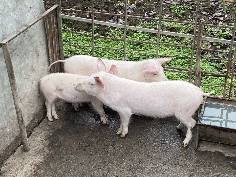 Продавам малки прасенца