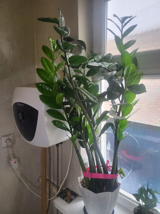 Комнатное растение Замиокулькас, или "долларовое дерево",