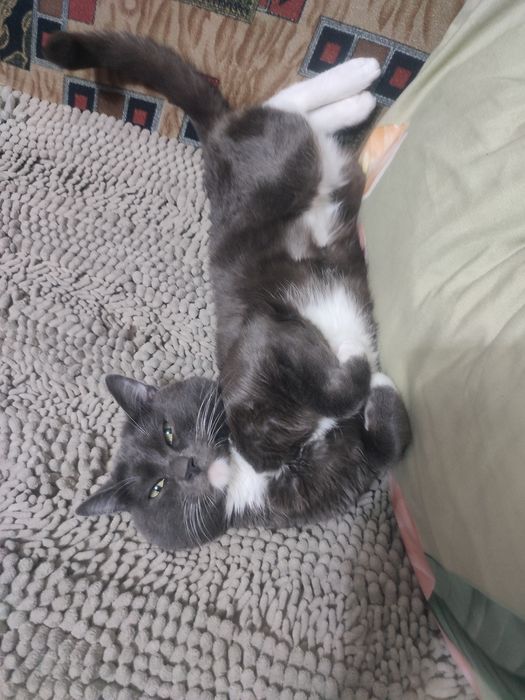 Отдам кота в хорошие руки
