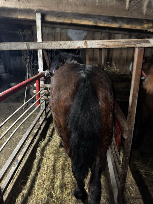 Продам 2 кабылки