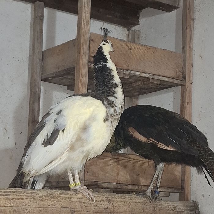 Paunite adulte, exemplare deosebite.