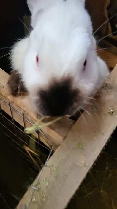 Кролики калифорния