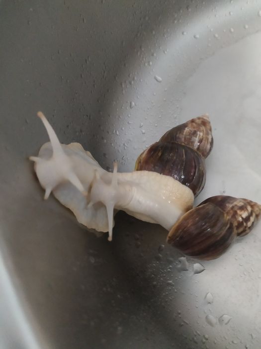 Отдам 3х улиток ахатины