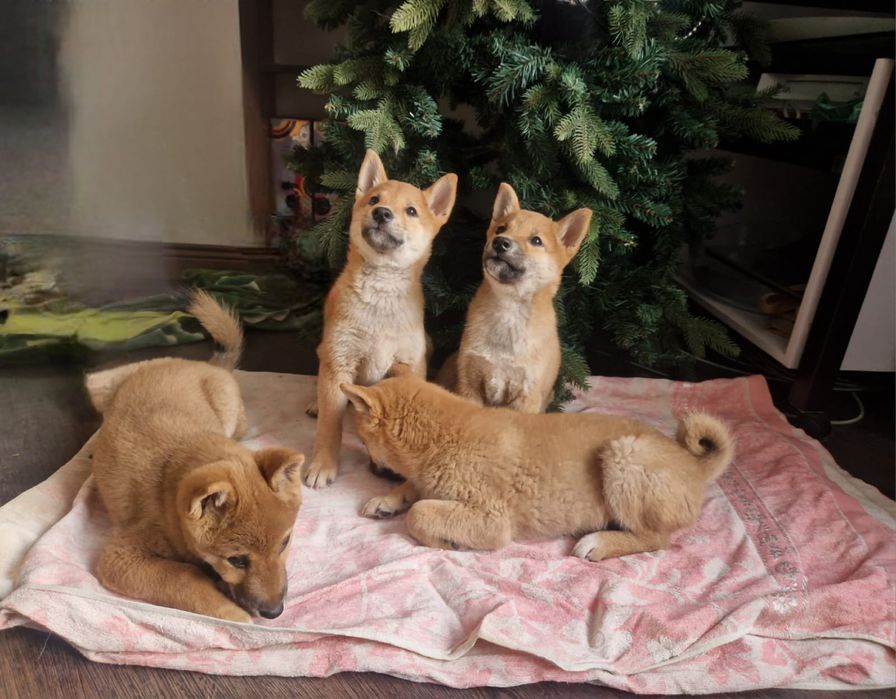 Щенки сиба ину 2,5 мес