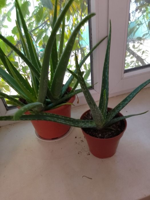 Продам комнатное растение