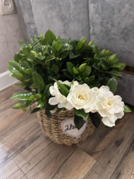 Гардения  многолетняя