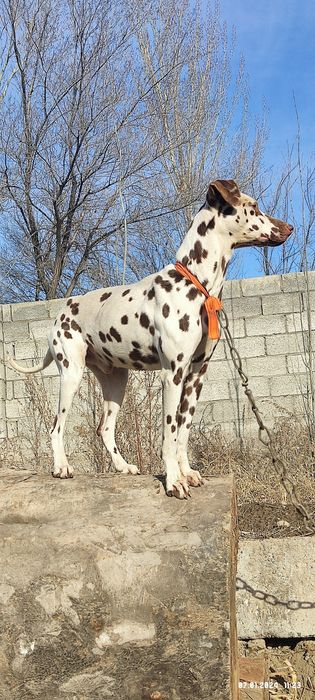 Собака Далматин ит,. Еркек, кабель