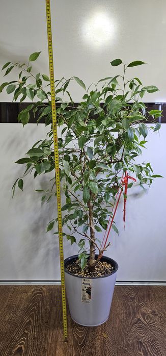 Продаются комнатные растения