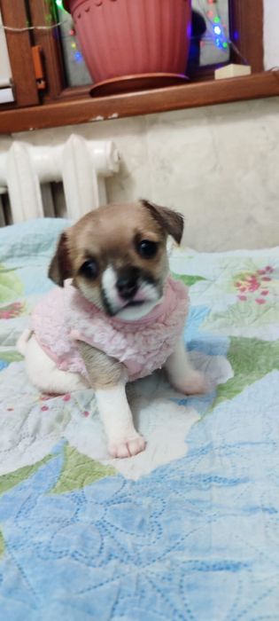 Продам щенка чихуахуа