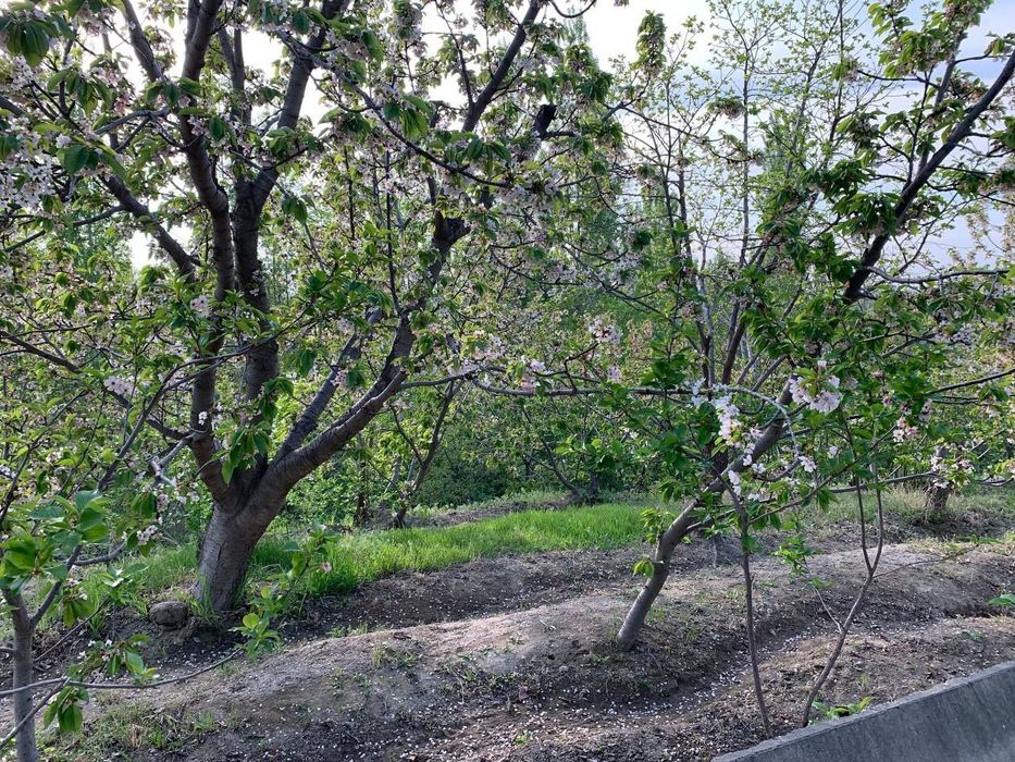 Yangi Chek sotiladi pul zarur arzonga bervoriladi