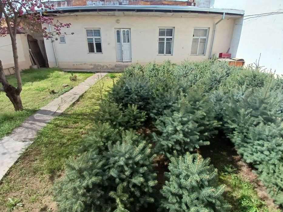 Archa sotiladi narxi telda gaplashiladi