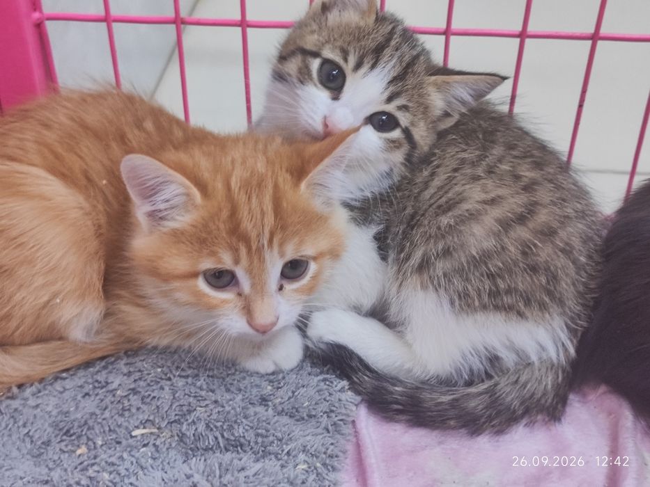 Отдам котят в добрые руки