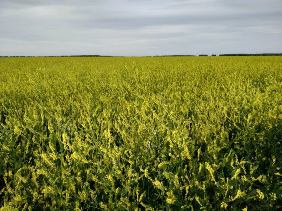 Семена донник доник магниченный