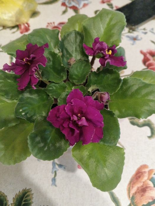 Фиалки молоденькие