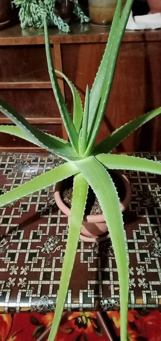 Алоэ лечебный . На100ящий