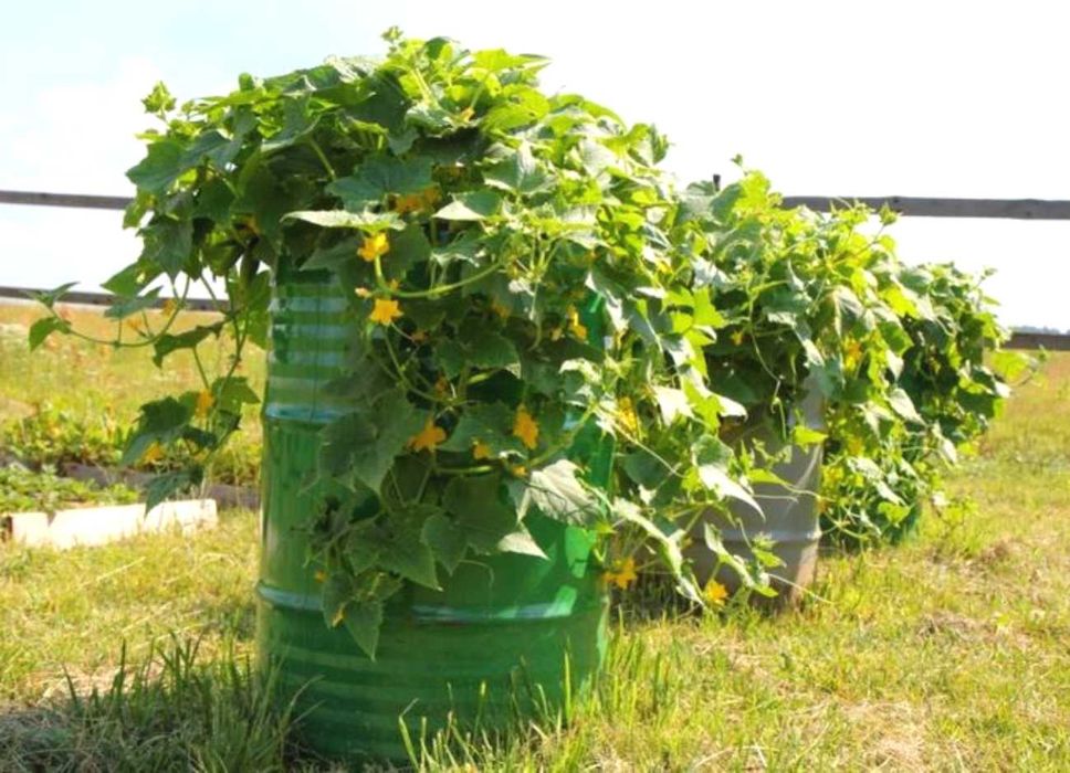 Бочка 200 литров для дачи