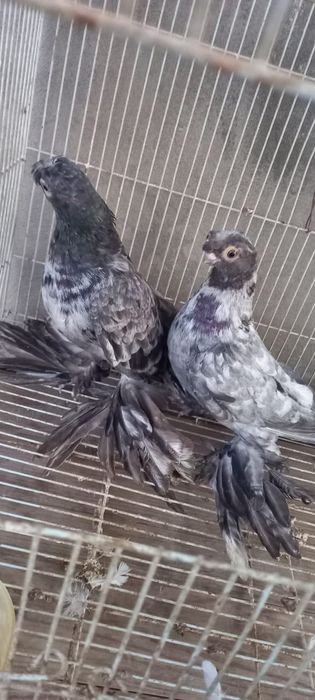 Голуби 2 пары элитные