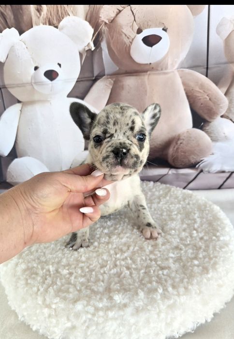 Френски булдог елитна кръвна линия момиче