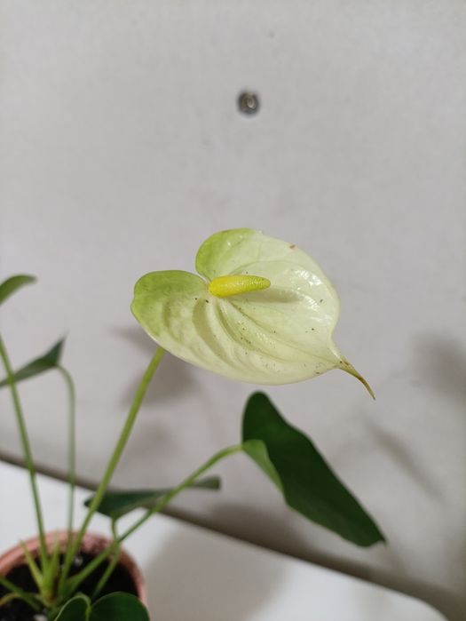 Антуриум Vanilla