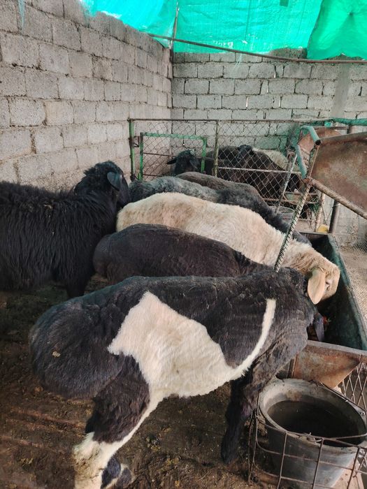 Кой ва кучкорлар сотилади 3 та солу бугоз, 7та кучкор зотдор