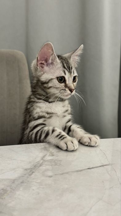 Продам котенка Бенгал мальчик