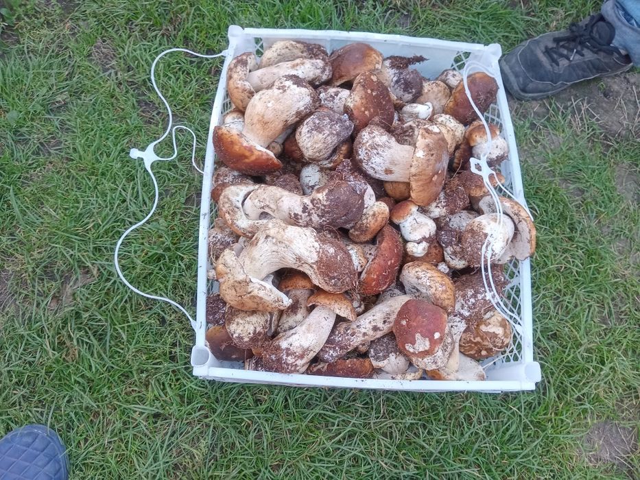 Vand gaini crescute natural,carcasa