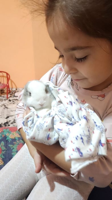 Quyonchalar.srochna sotiladi