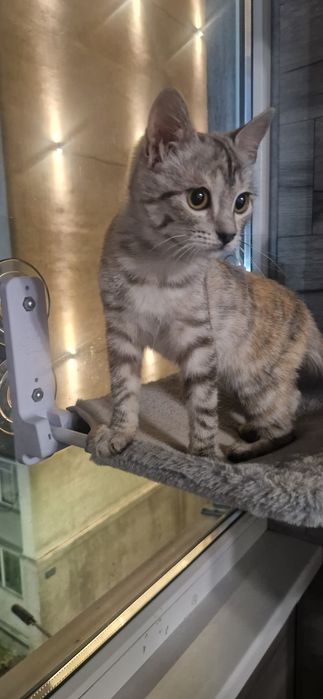 Котенок в добрые руки