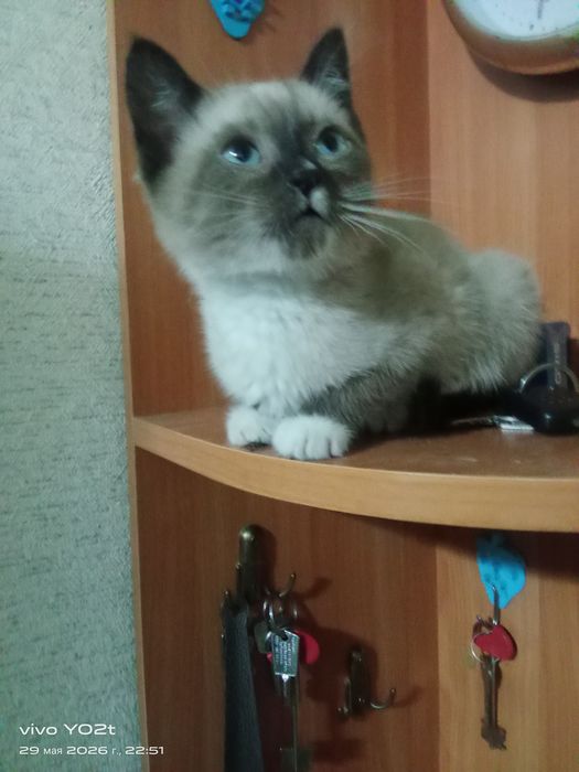 Бесплатная кошка