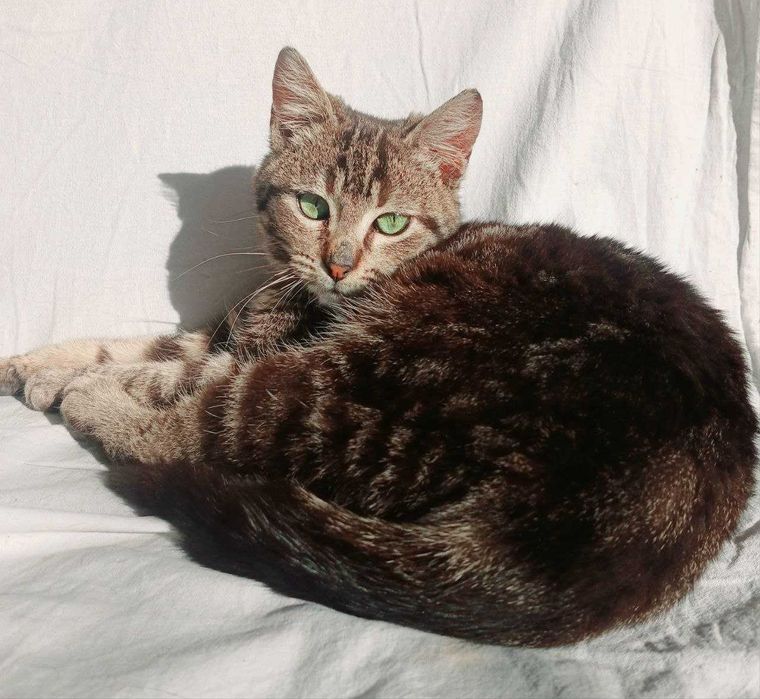 Нежно домашно коте на 4,5 месеца, ваксинирано, търси семейство