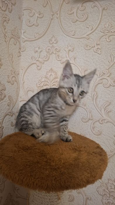 Котенок 2 месяца, мальчик. Отдам даром в очень хорошие руки. Хвостик..