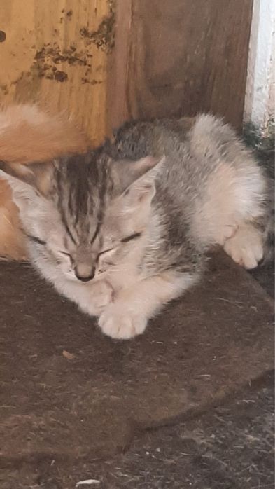 Отдам милых котят