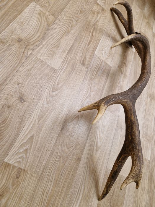 Масивен рог от елен