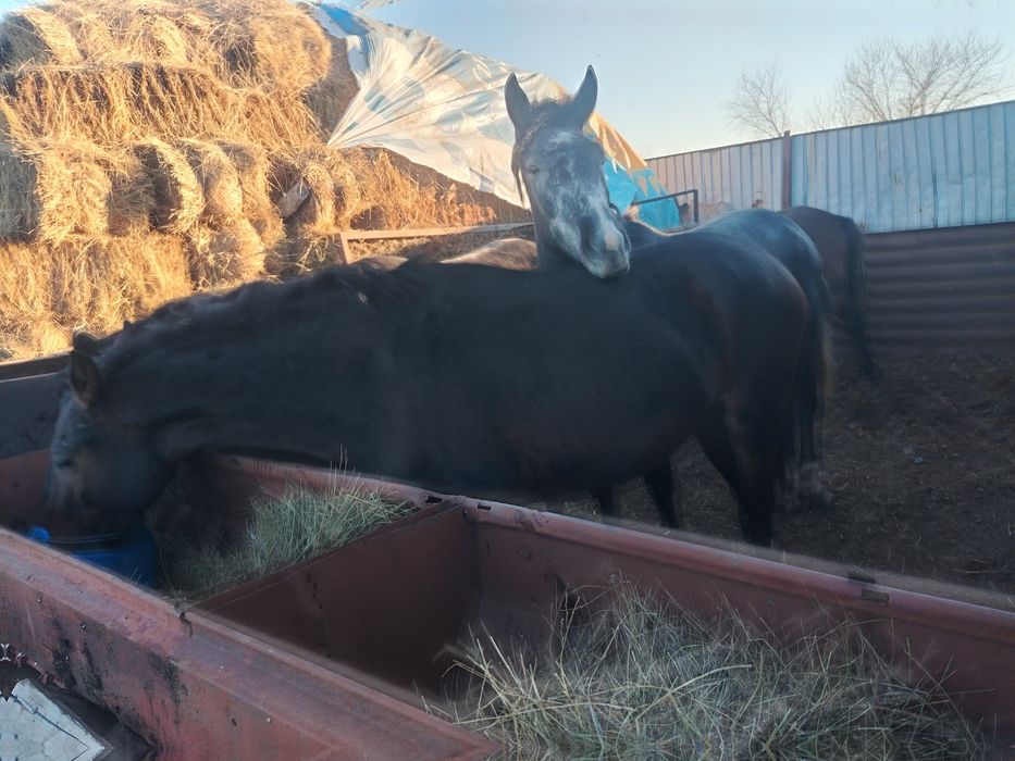 Продам тайлар, кунандар, байтал с откорма
