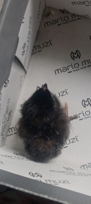 Цыплята Кучинский домашние