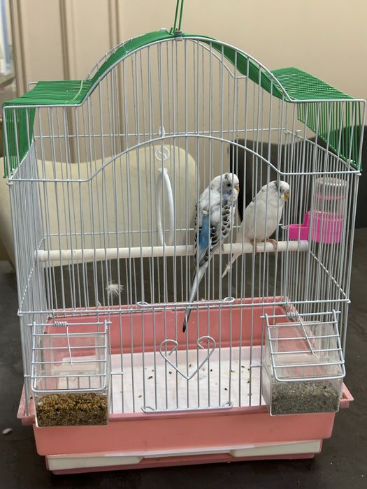 2 попугай с клеткой