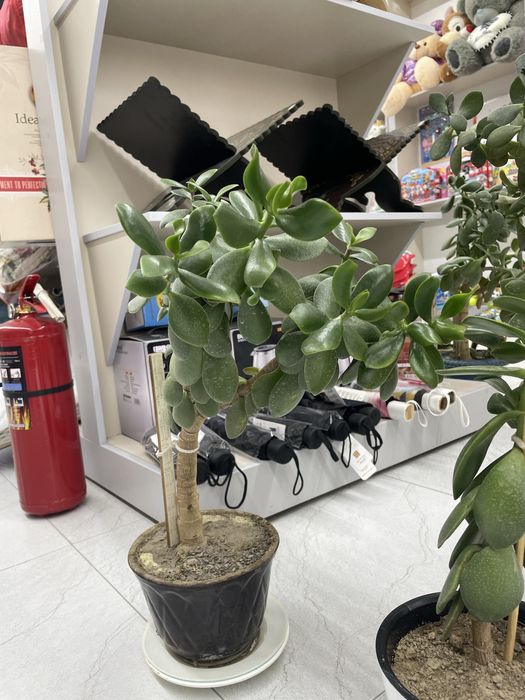 Цветы денги доллар