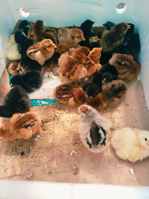 Домашние цыплята, вывод 27 апреля