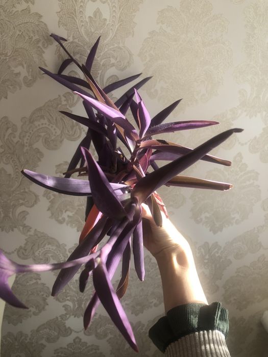 Традесканция,Комнатные цветы