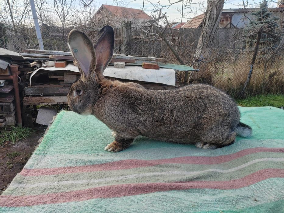 Iepuri uriasi gri german