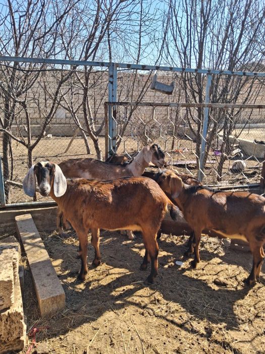 Нуби Ешкілер сатылады