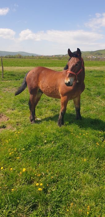 Mânz de vânzare de 1 an