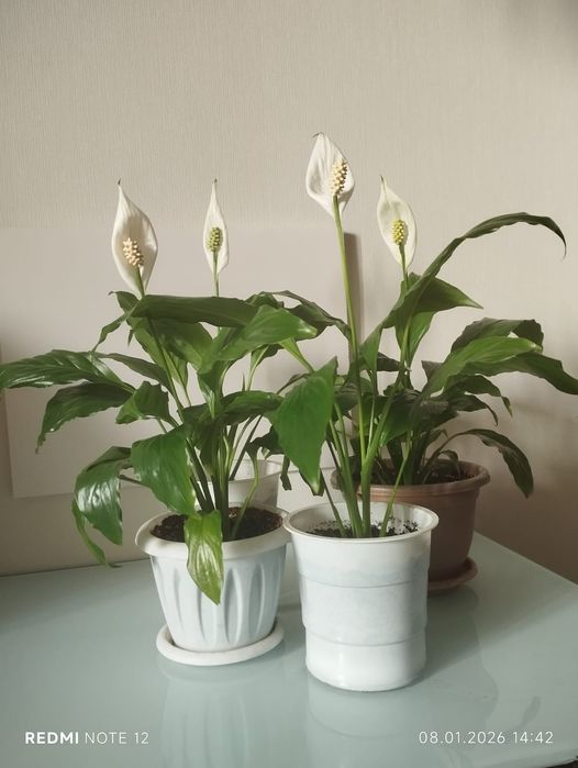 Спатифилум - женское счастье