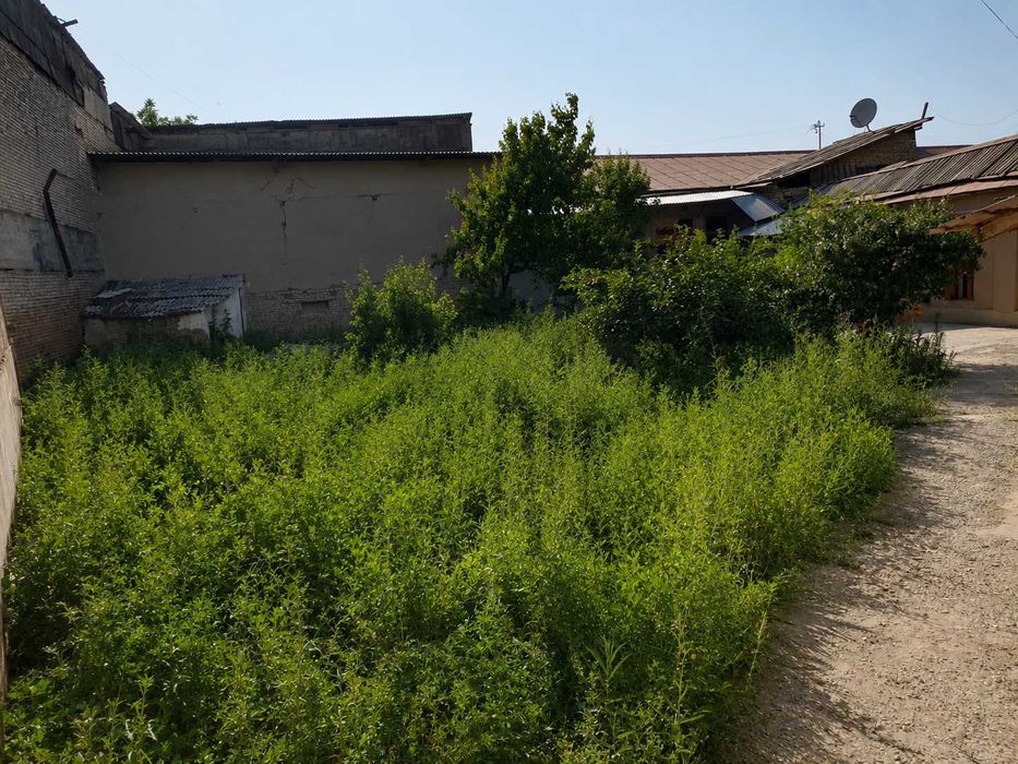 Kvartire Arenda Hovli Shoxi-Zinda bez agentstvo, studentlarga