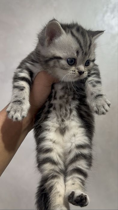 Котята Шотландские