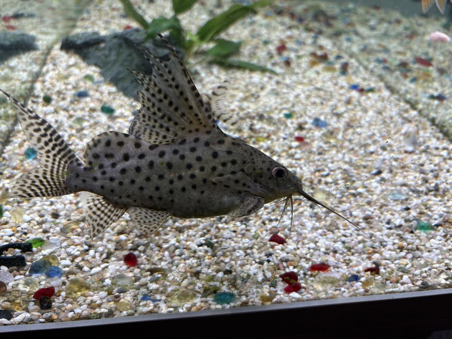 Somn cu aripioare de pene (Synodontis eupterus).