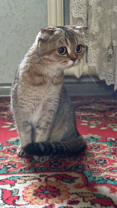 Продаеться Шотландская вислоухая кошка