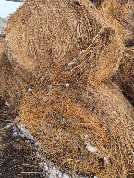 Сено в рулонах, донник (түйежоңышқа), люцерна